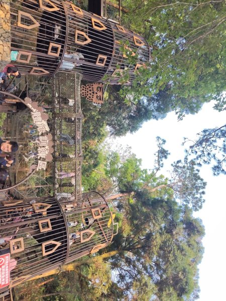 東勢林場森林浴場步道3019116