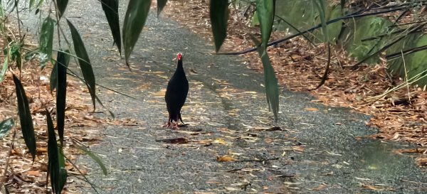 2025/05/11-丸田砲台遺址步道2784542