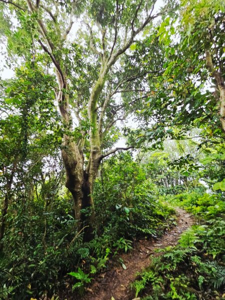 2026年臺北大縱走第六段：中華科技大學至捷運麟光站3026040