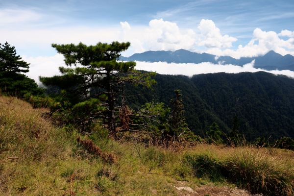 桃山獨走初秋175029