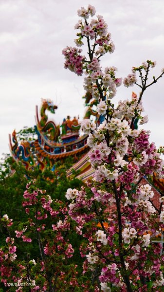 #綠繡眼 訪花 #吉野櫻 #天元宮 #楓樹湖 03162750788