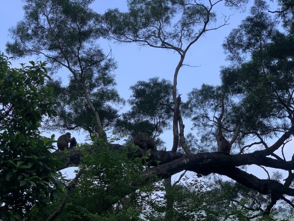 20251010高雄尾寮山-西北峰2913631