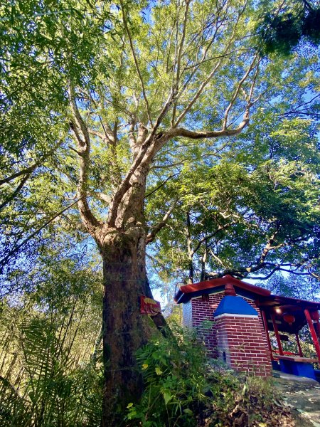 東勢卓蘭基石巡禮（大堀底.三叉坑山.穿龍.大湖桶山.內灣東.大坪頂山.大忿山.大茅坪山）1933606