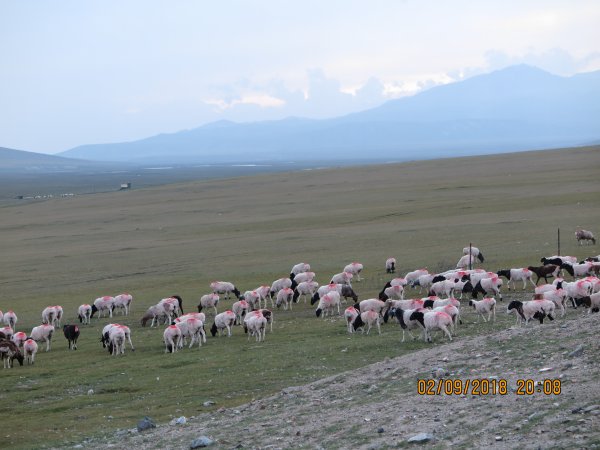 北疆壯麗風光分享425597
