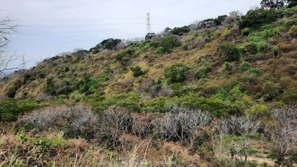 《台中》桃李爭妍｜竹坑南寮步道上竹坑山接瑞井步道O繞202502092710062