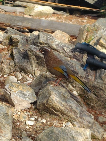 巒安堂、西巒大山2931662