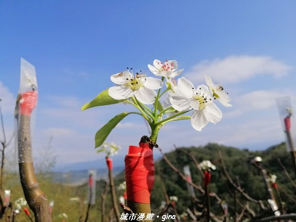 適合賞景健身親子型步道~鳳凰山觀音山步道1244163