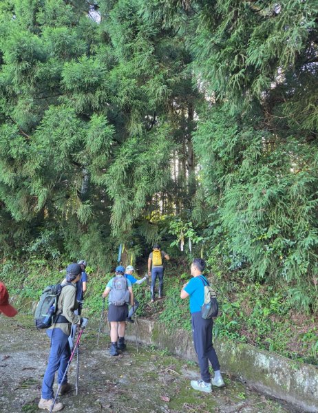 【中級山】麥巴來山，夢幻杉木林3089242