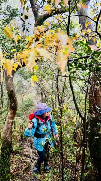 卡保石壁一葉蘭（耘夢谷上逐鹿山下O走）2809510