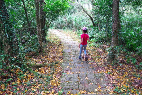 大屯西、南、面、向四峰O型695095