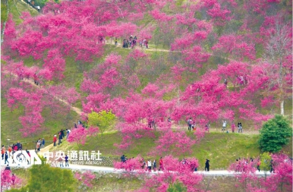 【新聞】大坑濁水巷櫻花林 105年起休園3年