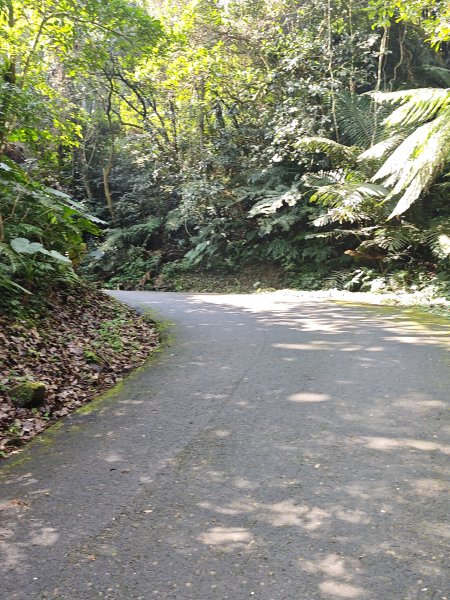 2026-0221造鎮-太極嶺-桐花公園-承天禪寺-永寧站3005810