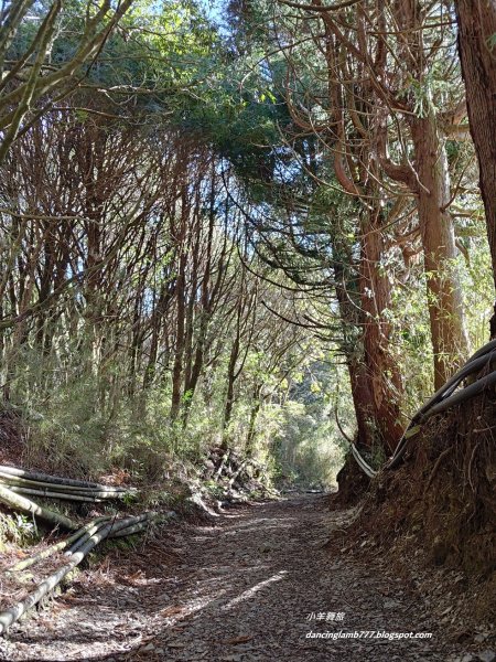 【南投】合歡溪步道：遠得要命的櫻花鉤吻鮭2912229