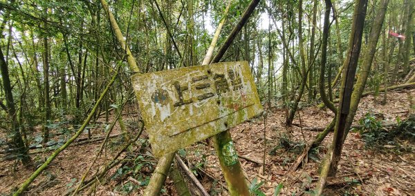 2023-11-25溪頭鳳凰山步道2361001