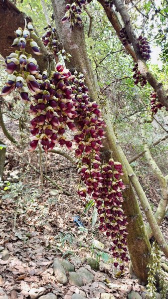 草尾嶺血藤滿山開3019025