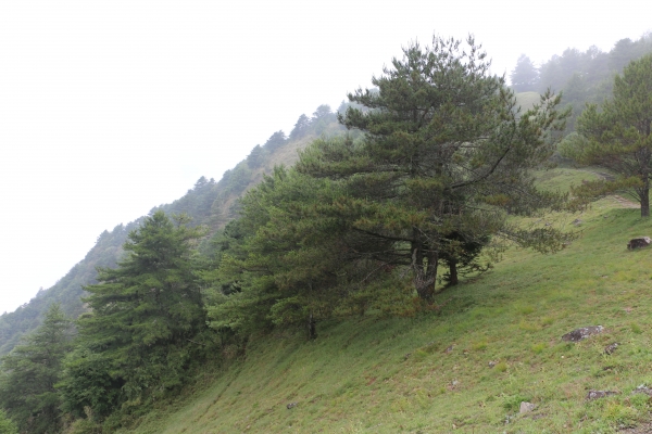 2015-07-18新中橫塔塔加～鹿林山&麟趾山21064