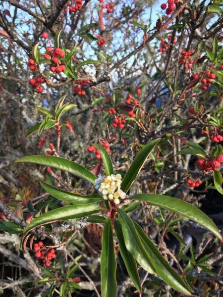鳶嘴稍來山步道303779