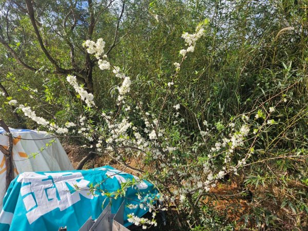 20250201貢大縱走(大石壁坑山主北峰-五酒桶山-龍崗山-吾居吾墅步道)2703720