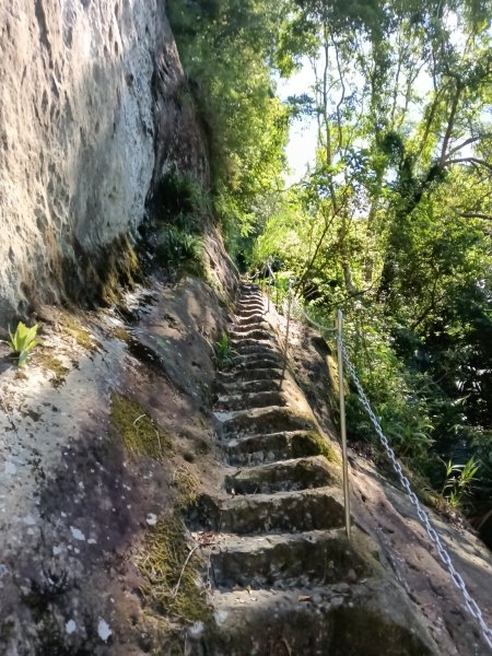 平溪區慈恩嶺+慈母峰探找艷紅鹿子百合花影2870232