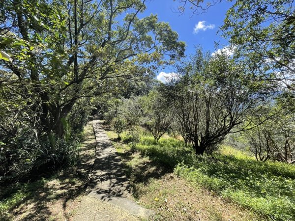 【天上山系】望月亭桐花2869365