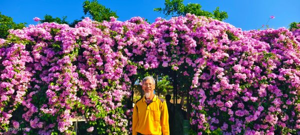 #蒜香藤 #泰山楓樹河濱公園 11/242943659