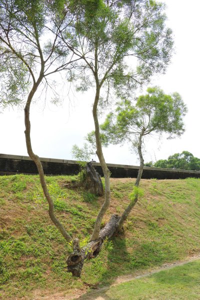 雙腳走一遭的特色建築~原台南水道淨水地區893019