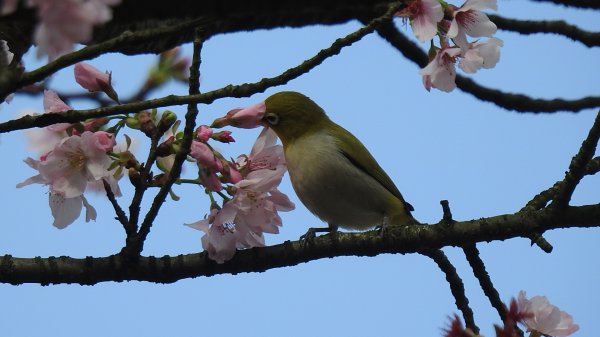 #綠繡眼 訪花 #吉野櫻 #天元宮 #楓樹湖 03162736668