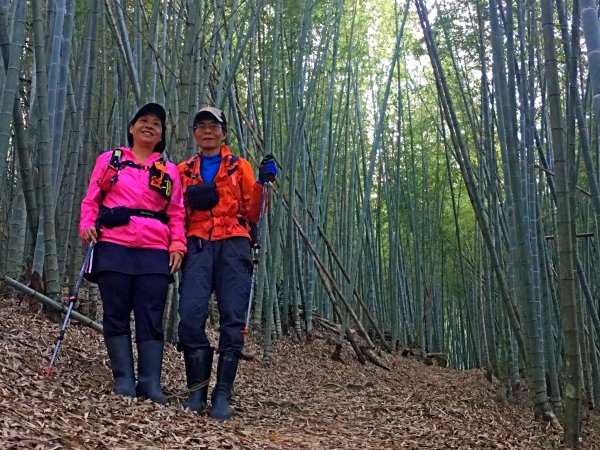 竹林饗宴--瑞太古道登雲戴山順走九芎坪山493548