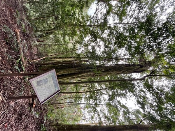 20251108_石壁山（雲林小百岳）2941461