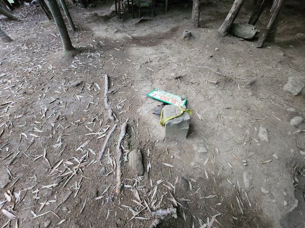 20251228溪頭山龍鳳山嶺頭山O型2992365