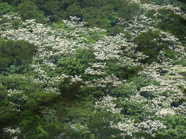 三義/挑炭古道桐花914217