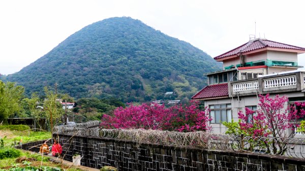 《蝶戀花・賞墨染櫻》2716450