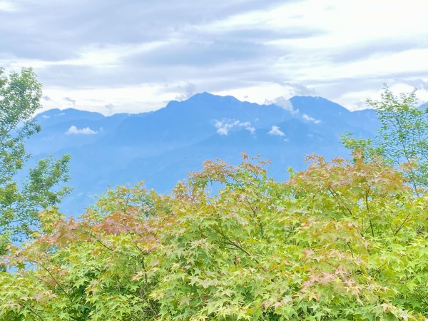 溪頭散步悠遊    2024.5.202517715