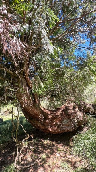 太平之旅 三星山/翠峰湖/見晴2873356