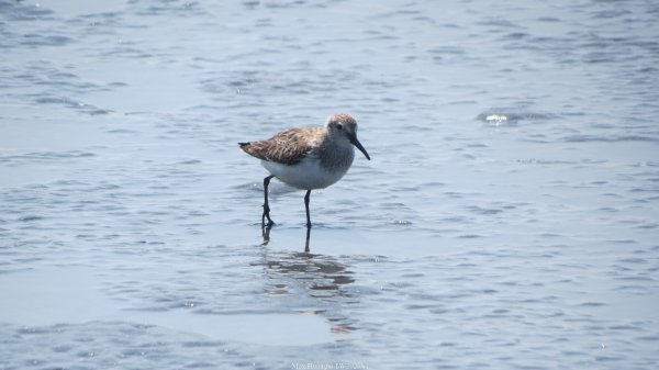《彰化》海中步道｜漢寶濕地芳苑濕地健行賞鳥202603153016776