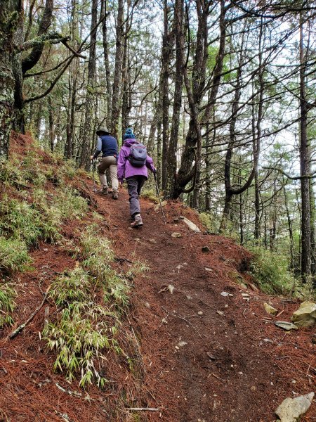 郡大碰碰車952499