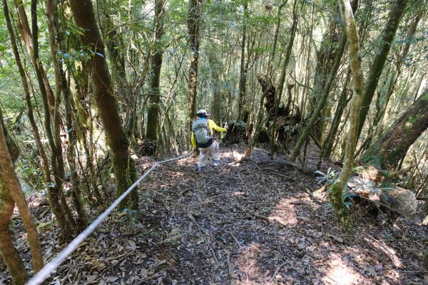 雪見大板根2924715