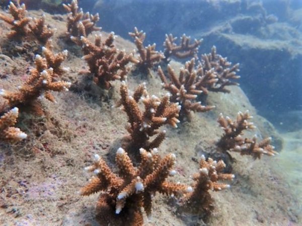 【環境】搶救小琉球病懨懨珊瑚礁 珊瑚苗圃看見回春希望