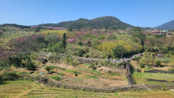 2025-0130溪和宮-大崎頭步道-鵝尾山-平溪步道-鵝尾山水田-42巷-溪山百年古圳-平菁步道2701909