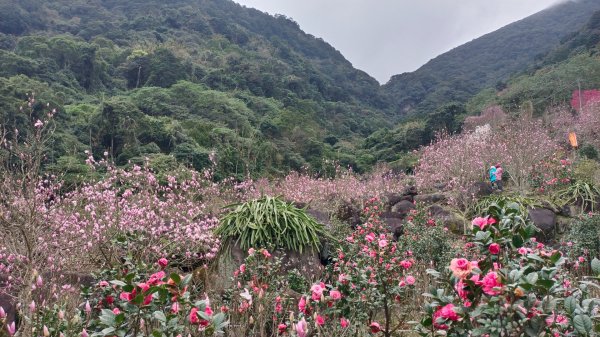 楓樹湖封面