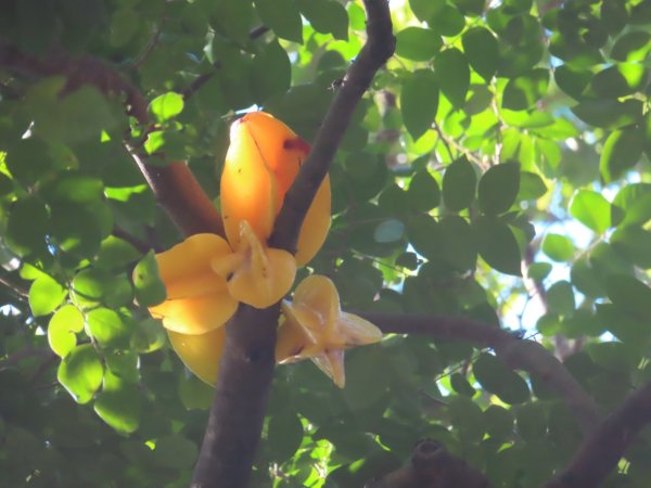 彰化桃源里森林步道+龍鳳谷森林步道2696098