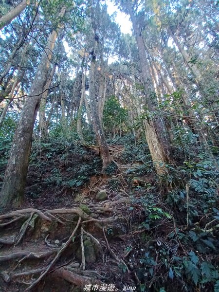 【南投。竹山】茶園竹林巨木櫻花景緻很美(四連峰)。 小百岳集起來。 編號54小百岳金柑樹山1624815