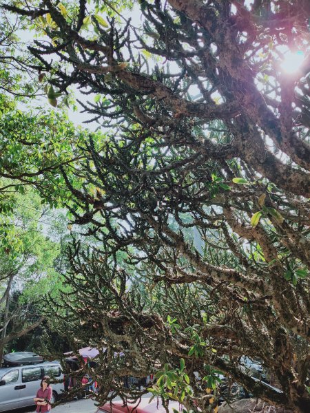 關仔嶺大凍山步道1305765