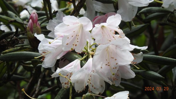 天龍國阿伯的日常-雲山水花鳥蝶3/29 #紅星杜鵑2467264