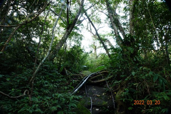 桃園 復興 那結山(那是山)1649187