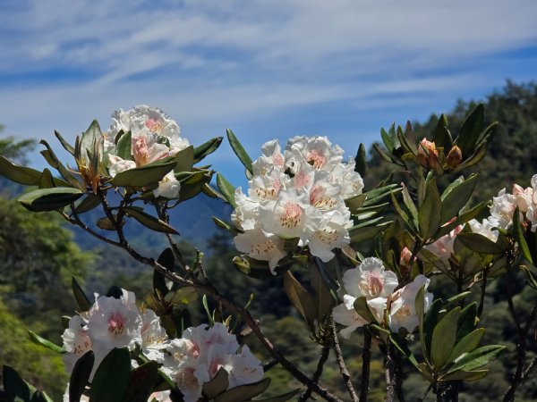 鳶嘴山杜鵑盛開2770234