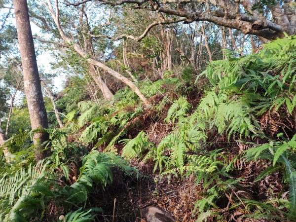 20251214石牛山柑坪山新柑坪山牛背岩2972729