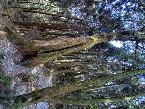 觀霧檜山巨木群步道1315922