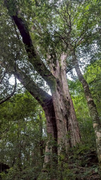 鎮西堡巨木步道群 (B區)2861141