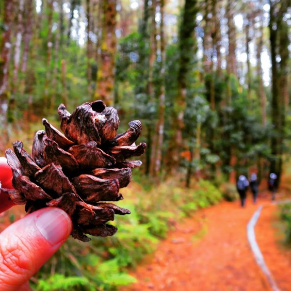 阿里山尋石山，五彩繽紛的石山引水道792477